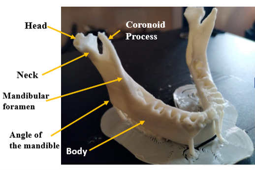 Dentistry Model
